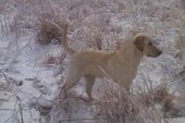 DEE<BR> OWNED BY KEVIN HULL<BR>WHAT A NICE PUP 11 MONTHS OLD
